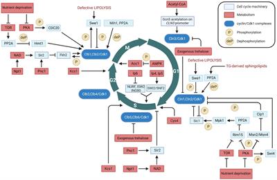 Two-way communication between cell cycle and metabolism in budding yeast: what do we know?